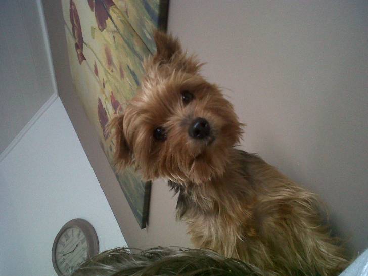 Biscotte - Yorkshire Terrier (7 ans)
