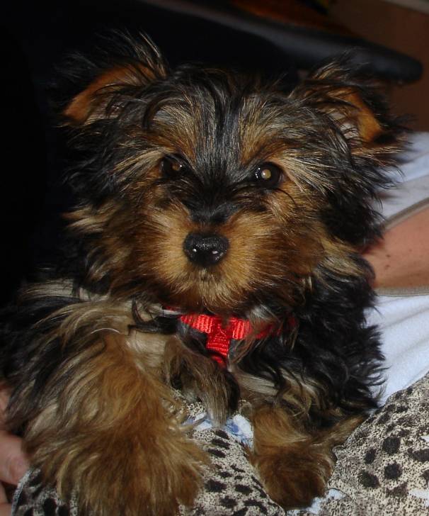 Béllyna - Yorkshire Terrier (5 mois)