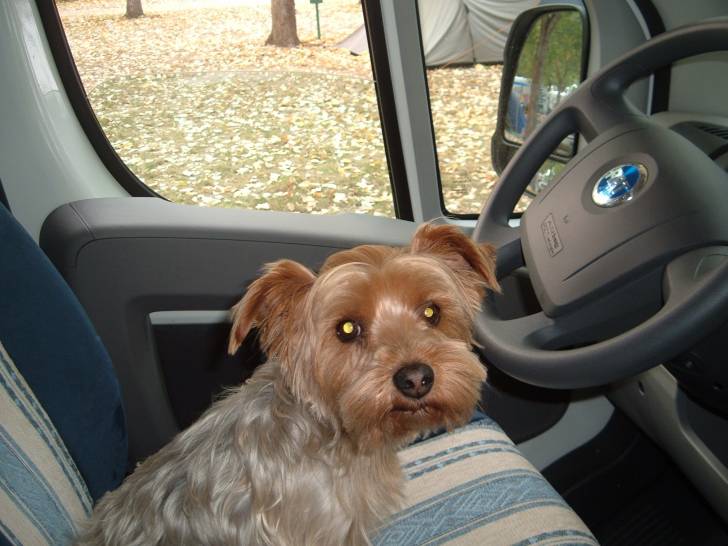 Charly - Yorkshire Terrier Mâle (8 ans)