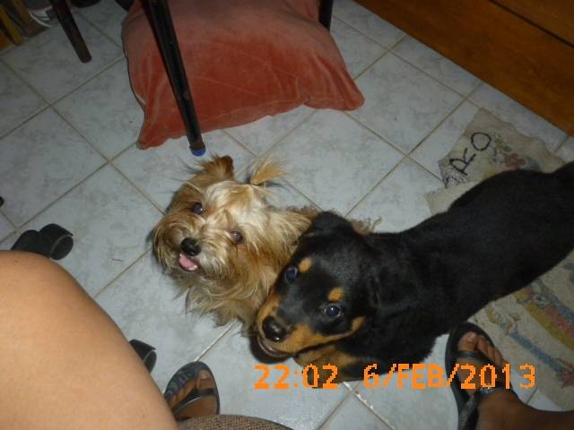 bruni y hanna - Yorkshire Terrier Mâle (3 ans)