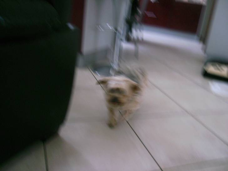 romy - Yorkshire Terrier (8 ans)