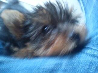 ZAMBA - Yorkshire Terrier (2 ans)