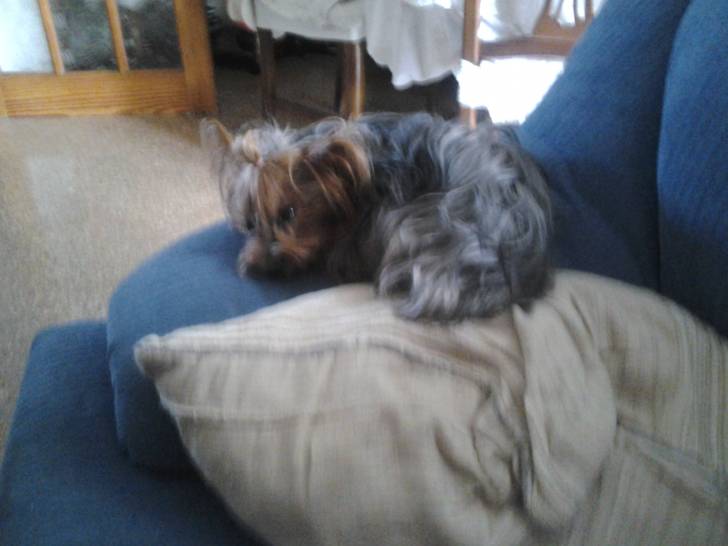 Lily - Yorkshire Terrier (2 ans)