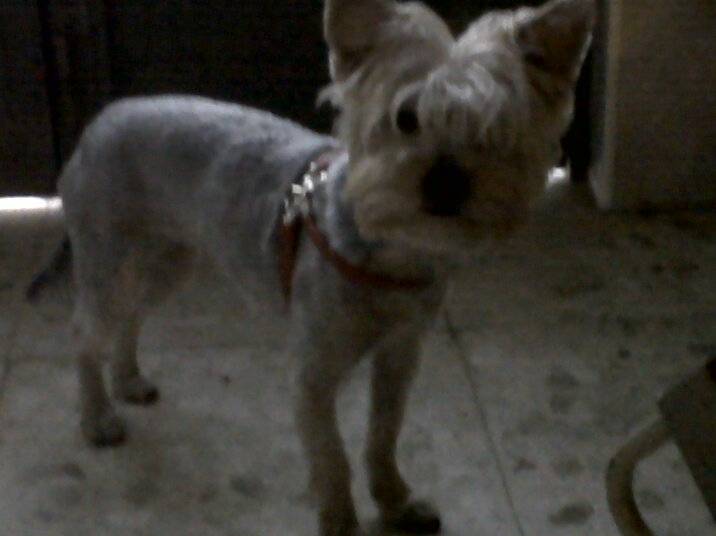 nina - Yorkshire Terrier (2 ans)
