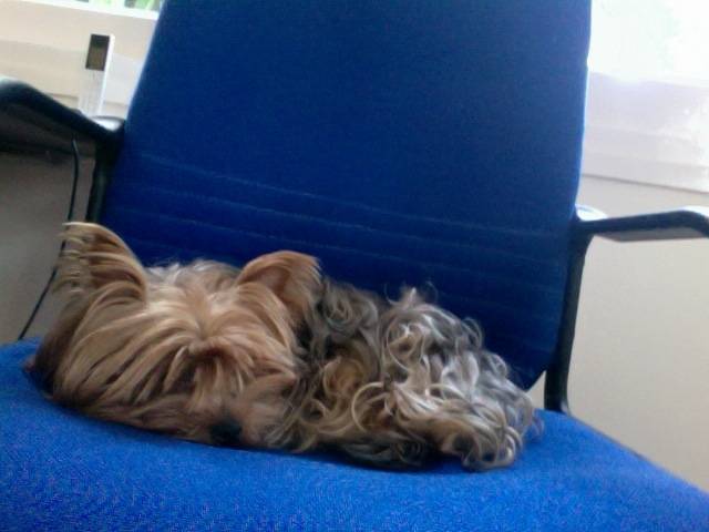 nena - Yorkshire Terrier (3 ans)