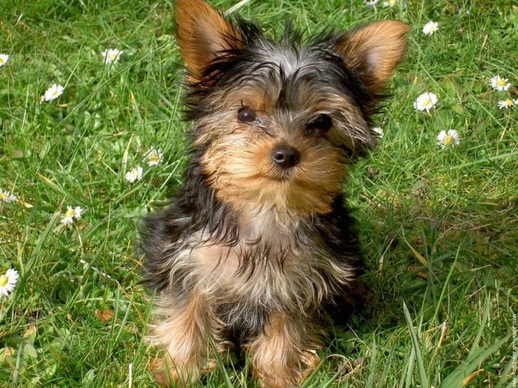 cookie - Yorkshire Terrier Mâle (1 mois)