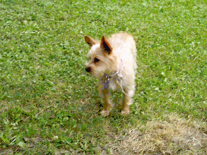 Lili - Yorkshire Terrier (1 an)