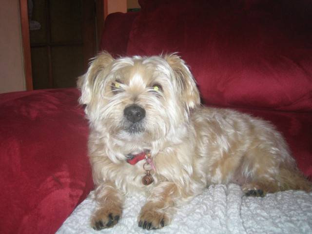 éliot - Yorkshire Terrier Mâle (1 an)