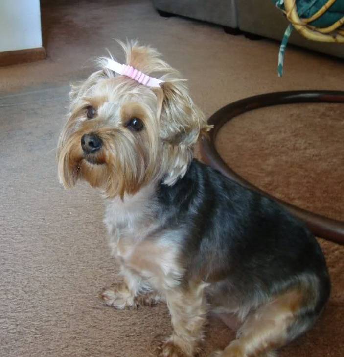 Blue - Yorkshire Terrier (5 ans)