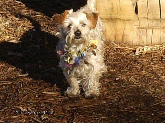 flubber - Yorkshire Terrier Mâle (6 ans)
