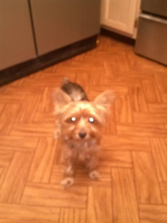 TOOTSIE - Yorkshire Terrier (4 ans)