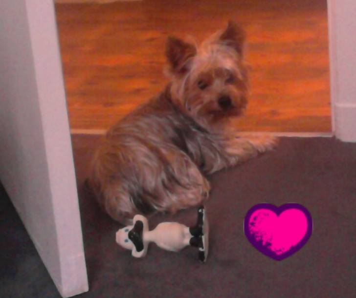 cooky - Yorkshire Terrier Mâle (2 ans)