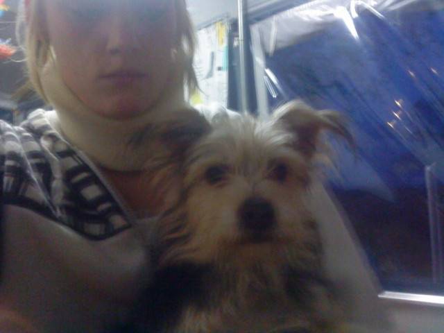 tommy - Yorkshire Terrier Mâle (3 mois)