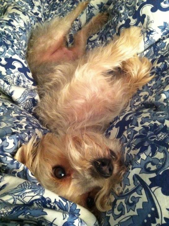 Fred - Yorkshire Terrier Mâle (4 ans)