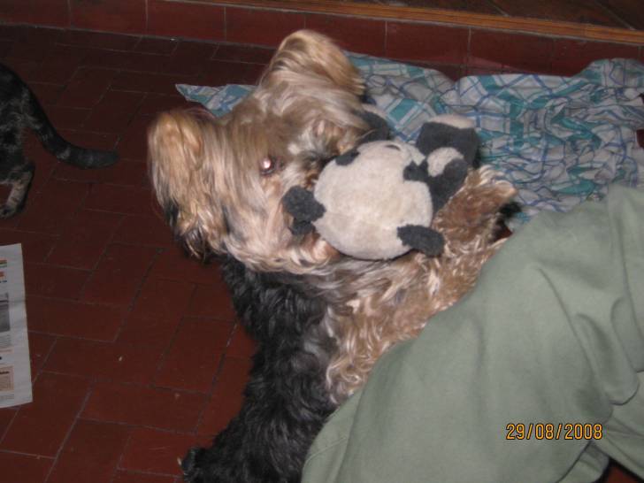 Tomy - Yorkshire Terrier Mâle (5 ans)