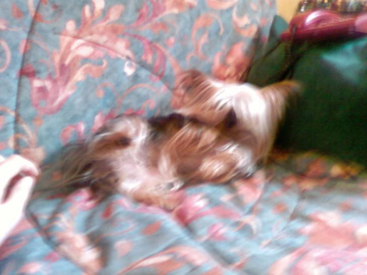 Tina - Yorkshire Terrier (8 ans)