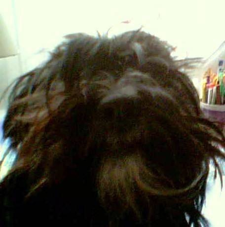Caline - Yorkshire Terrier (2 ans)