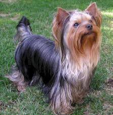 Mia - Yorkshire Terrier (4 ans)