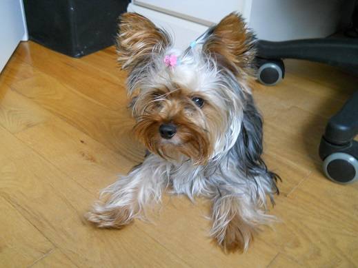 Zoé - Yorkshire Terrier (1 an)