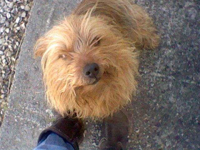 Cerise - Yorkshire Terrier (3 ans)