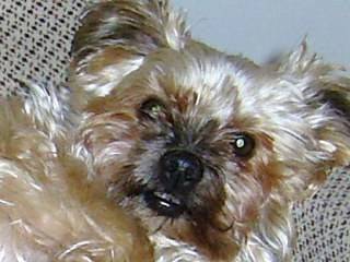 moustique - Yorkshire Terrier Mâle (4 mois)
