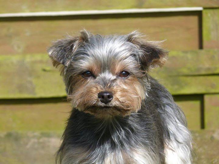 Foxie - Yorkshire Terrier (3 ans)