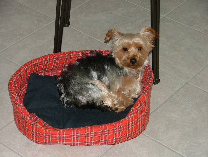 Youki - Yorkshire Terrier Mâle (3 ans)