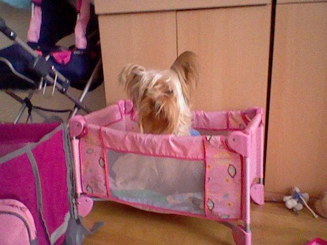 disco - Yorkshire Terrier Mâle (2 ans)