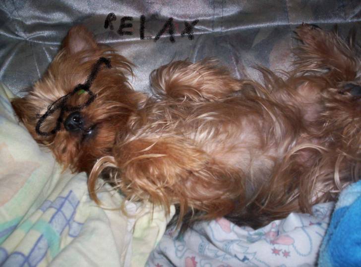 chanah - Yorkshire Terrier (3 ans)