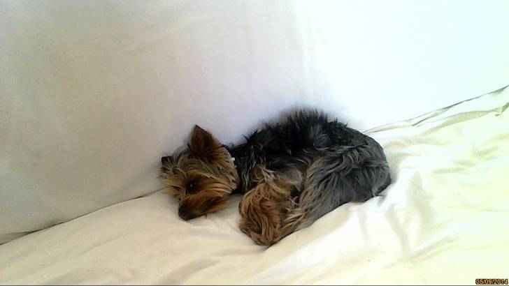 Ipsy - Yorkshire Terrier Mâle (1 an)