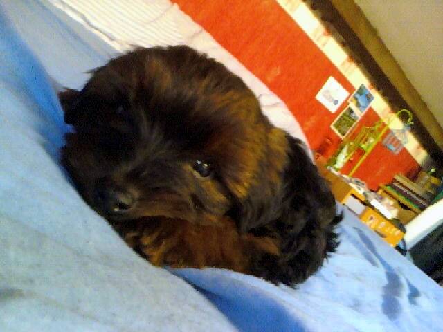 Samy - Yorkshire Terrier Mâle (1 an)