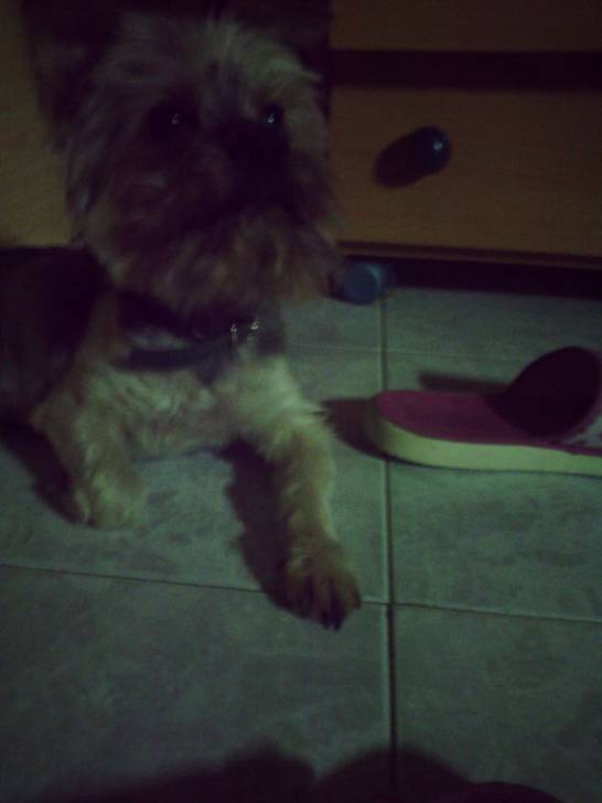 Nico!! - Yorkshire Terrier Mâle (6 ans)