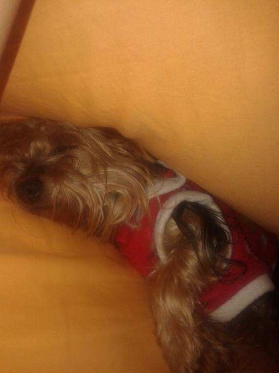 Zara Durmiendo - Yorkshire Terrier (2 ans)