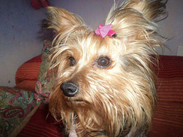 Zara - Yorkshire Terrier (2 ans)