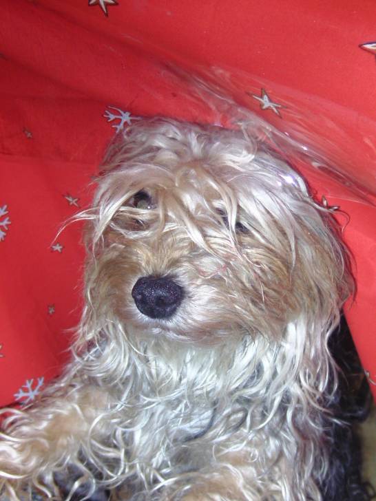 Fila - Yorkshire Terrier (3 ans)
