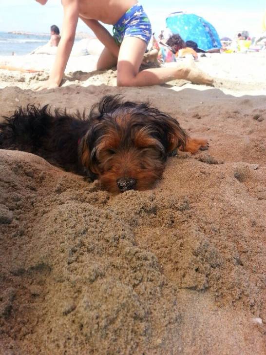 Junior - Yorkshire Terrier Mâle (3 mois)