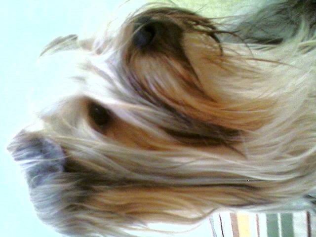 baxter - Yorkshire Terrier Mâle (4 ans)
