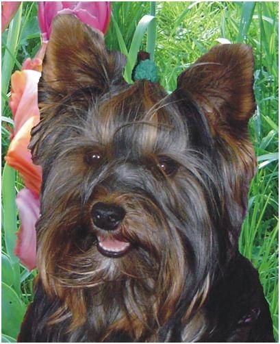 Bandit - Yorkshire Terrier Mâle (4 ans)