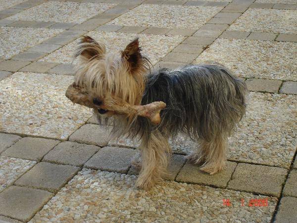 Truffe - Yorkshire Terrier (7 ans)