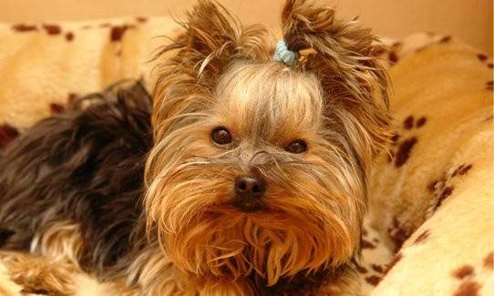 lucky - Yorkshire Terrier Mâle (3 ans)