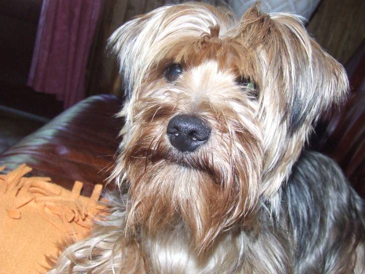 baiha - Yorkshire Terrier (4 ans)