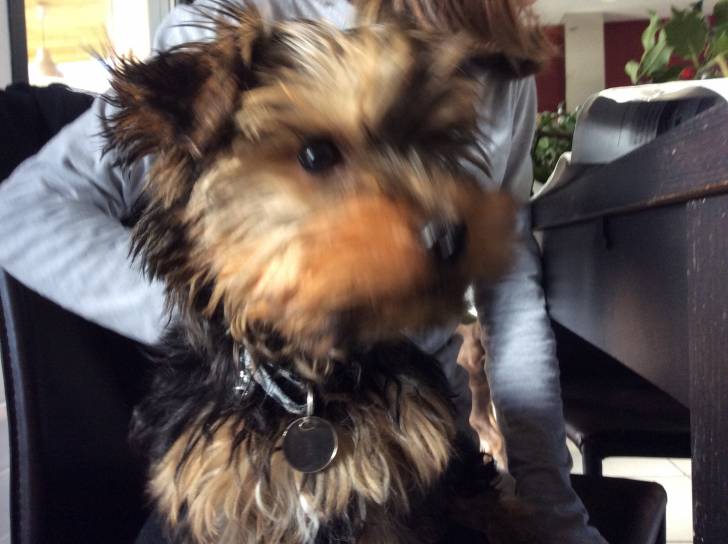 isis - Yorkshire Terrier (1 an)