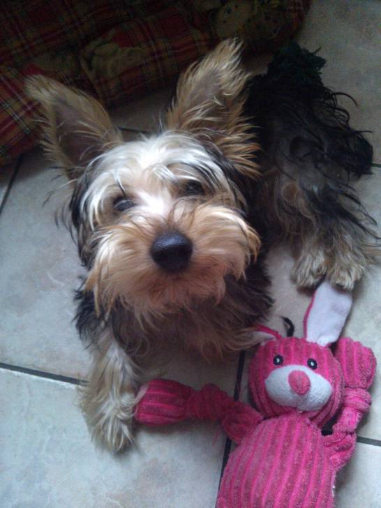 Jinko - Yorkshire Terrier Mâle (5 mois)