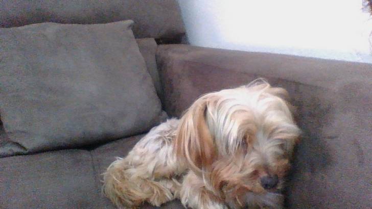 Toby - Yorkshire Terrier Mâle (1 an)