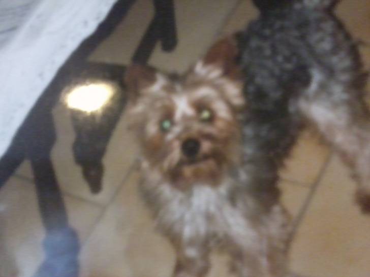 Milou - Yorkshire Terrier Mâle (20 ans)