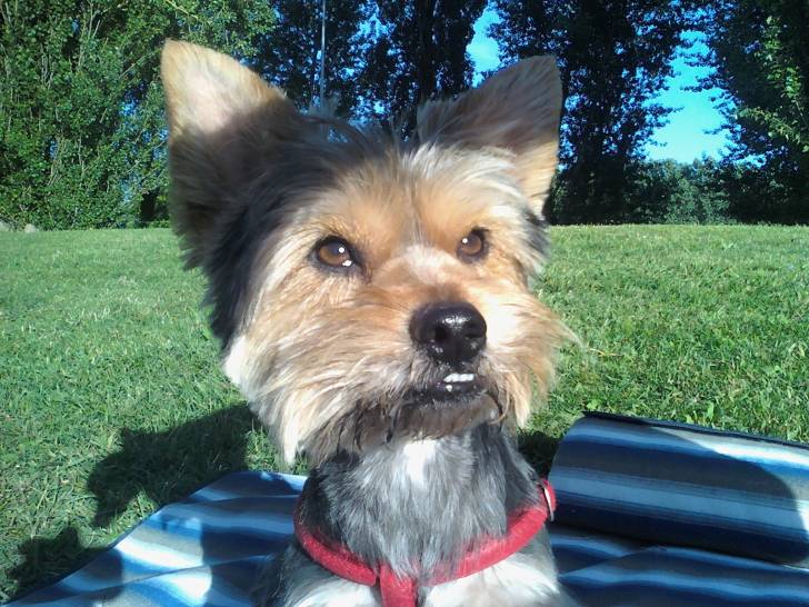 toy - Yorkshire Terrier Mâle (2 ans)