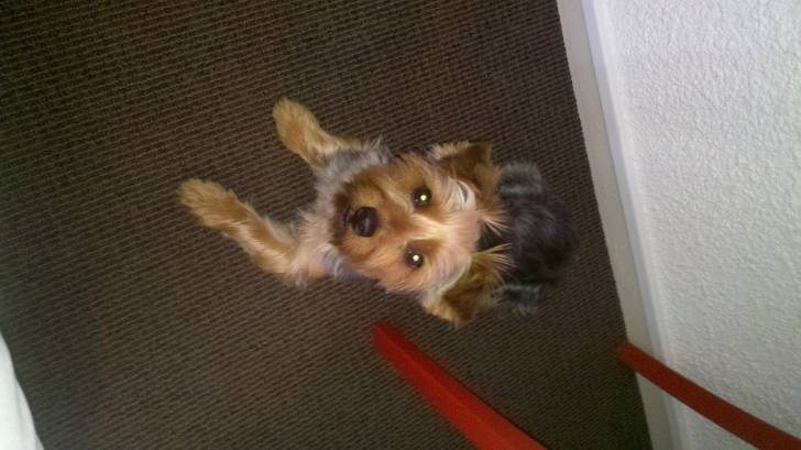 Hoslo - Yorkshire Terrier Mâle (2 ans)