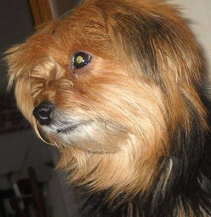 Chipie - Yorkshire Terrier (8 ans)