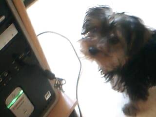 Falco - Yorkshire Terrier Mâle (4 mois)