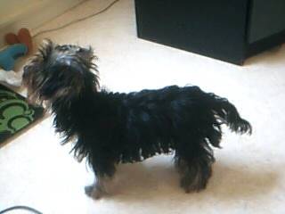 Falco - Yorkshire Terrier Mâle (4 mois)